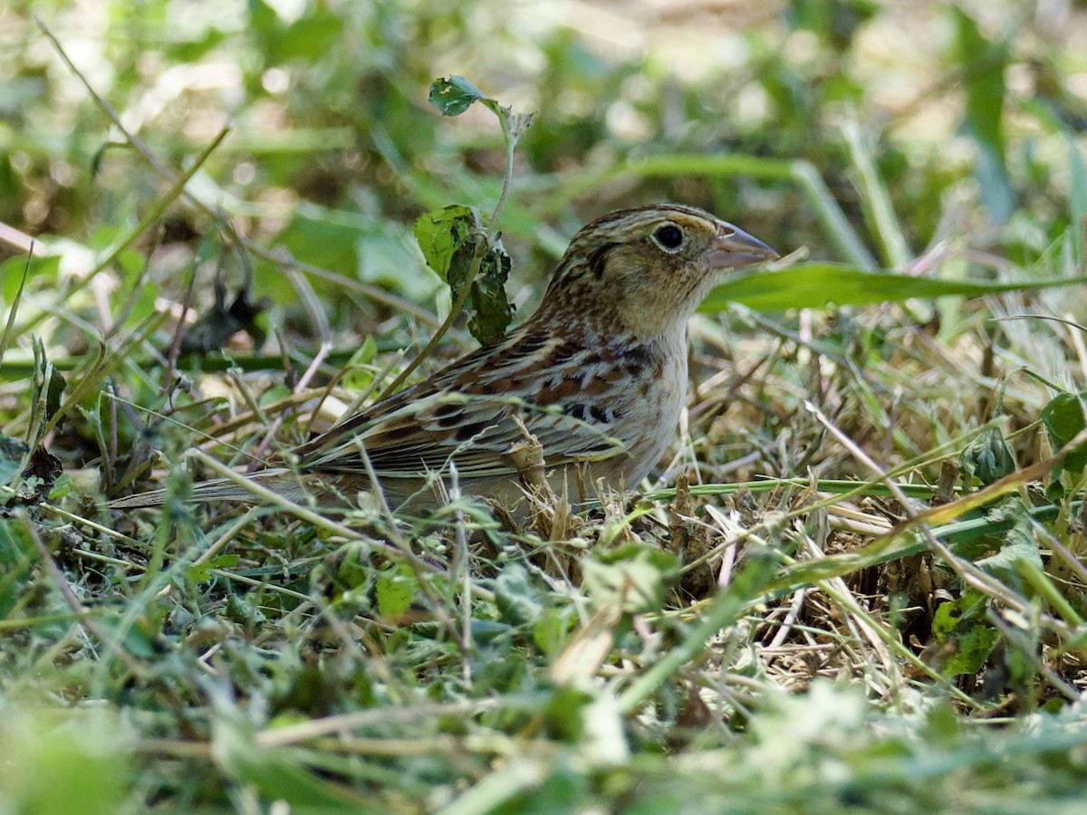 Grasshopper Sparrow - ML617856765