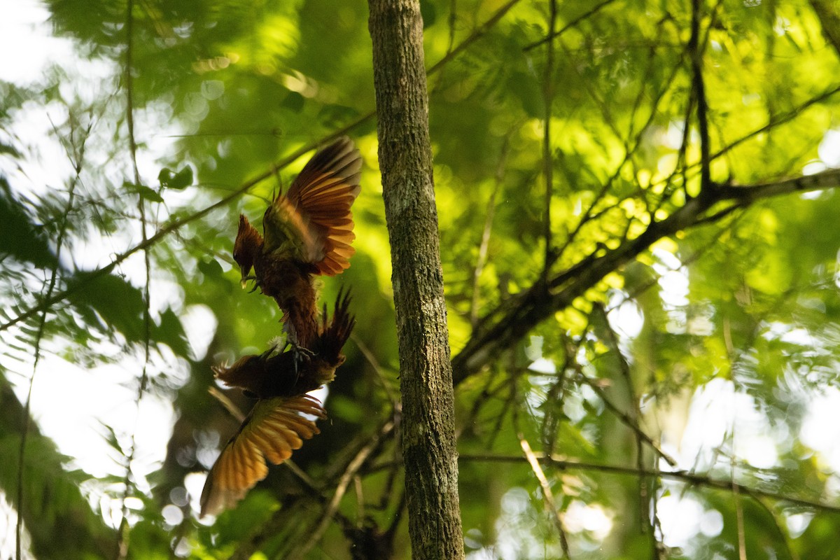 Chestnut-colored Woodpecker - ML617856792