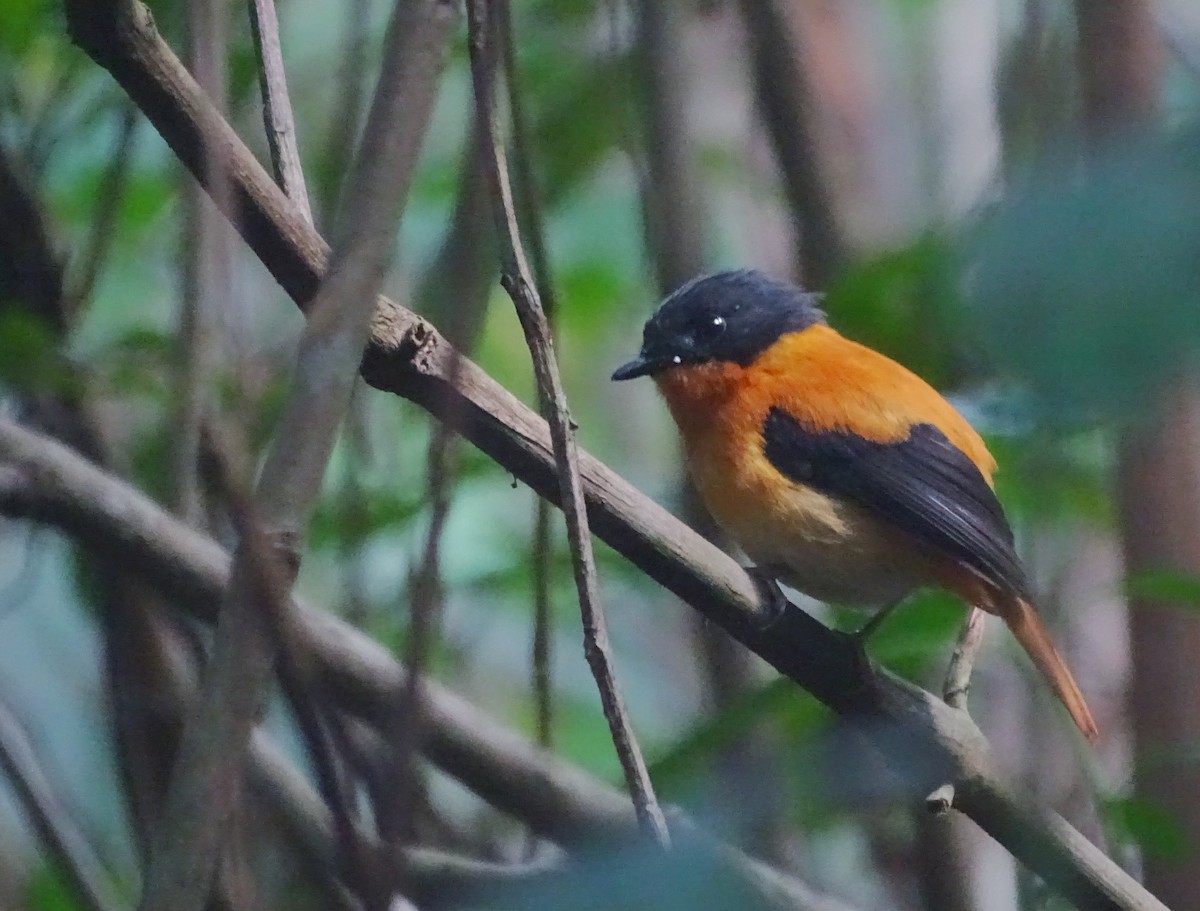 Black-and-orange Flycatcher - Debjit  Mukherjee