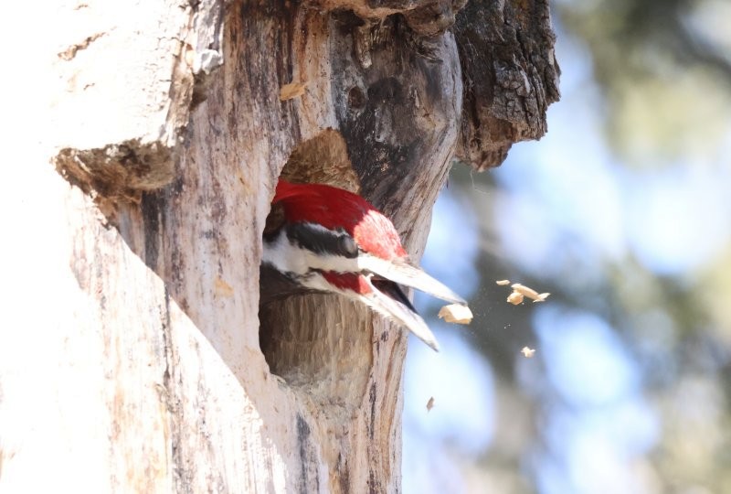 Pileated Woodpecker - ML617856888
