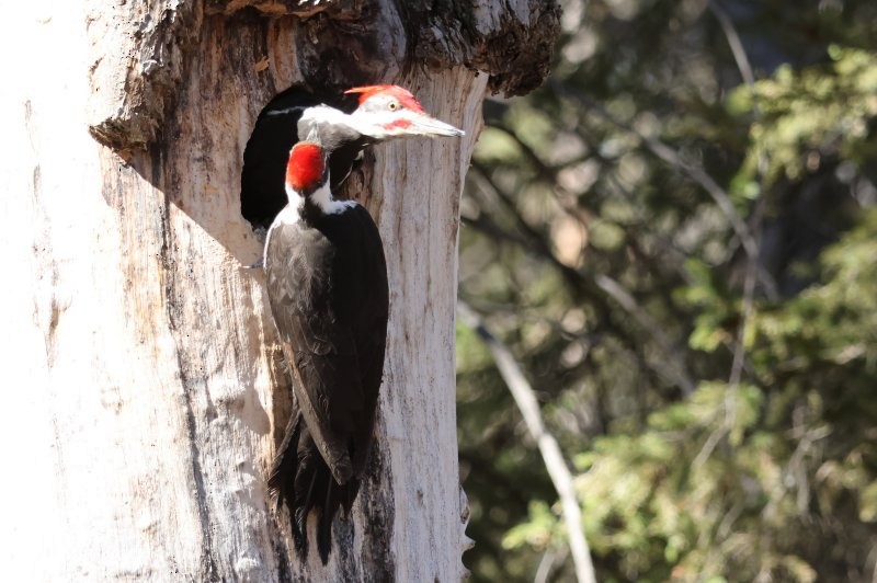 Pileated Woodpecker - ML617856910