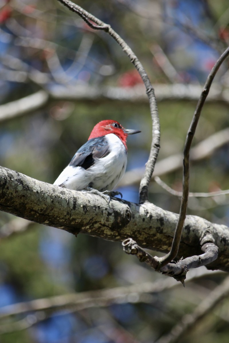 Red-headed Woodpecker - ML617856922
