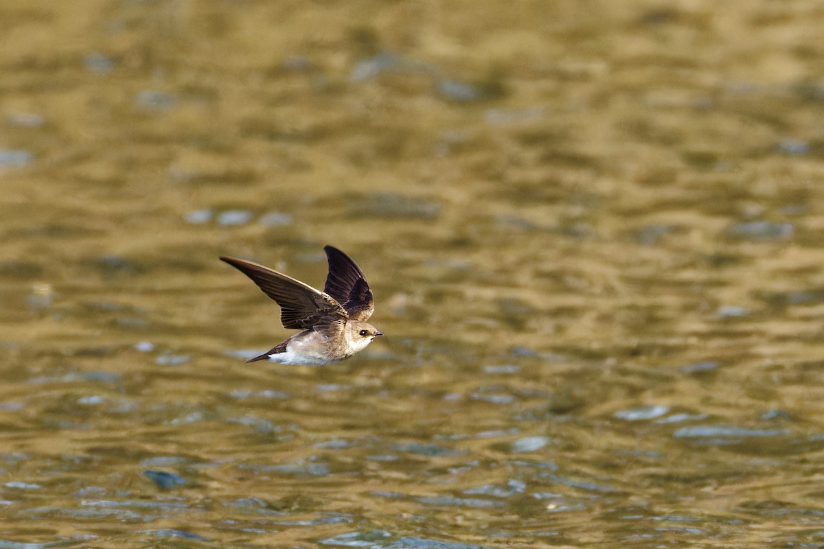 Northern Rough-winged Swallow - ML617856927