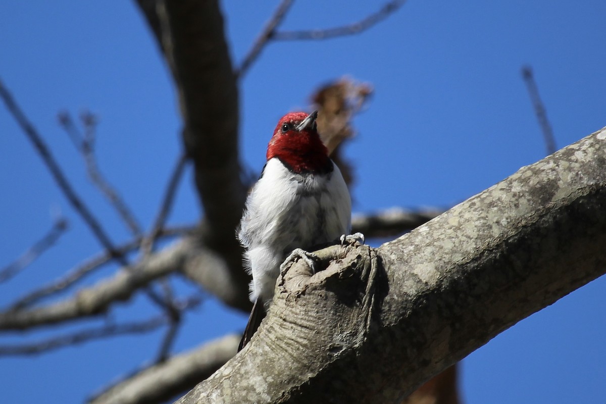 Red-headed Woodpecker - ML617856932