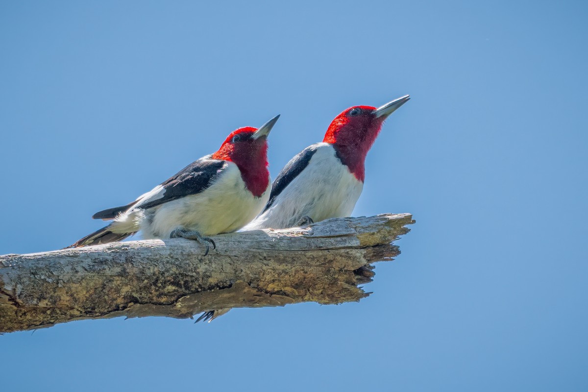 Red-headed Woodpecker - ML617856939