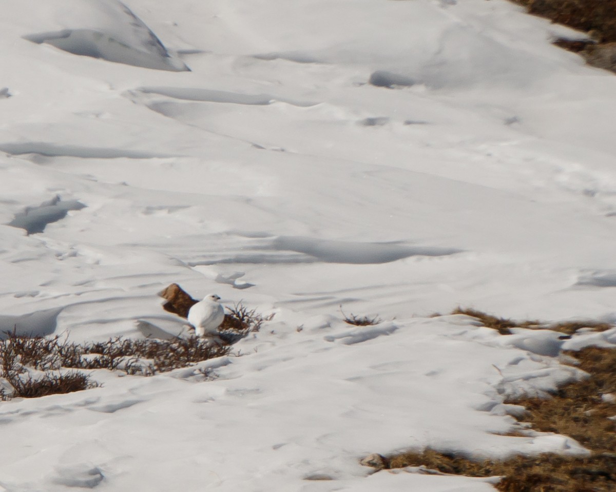 White-tailed Ptarmigan - Jeff Stacey