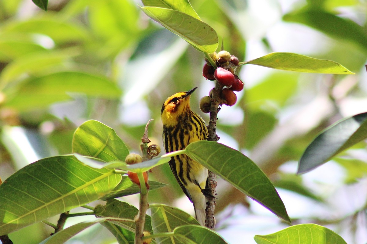 Cape May Warbler - ML617857037