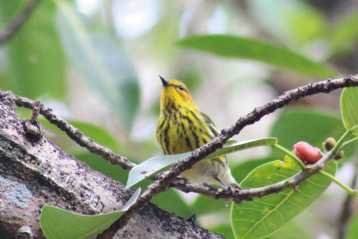Cape May Warbler - ML617857052