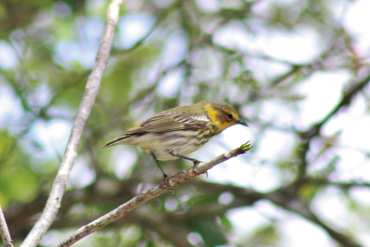 Cape May Warbler - ML617857057