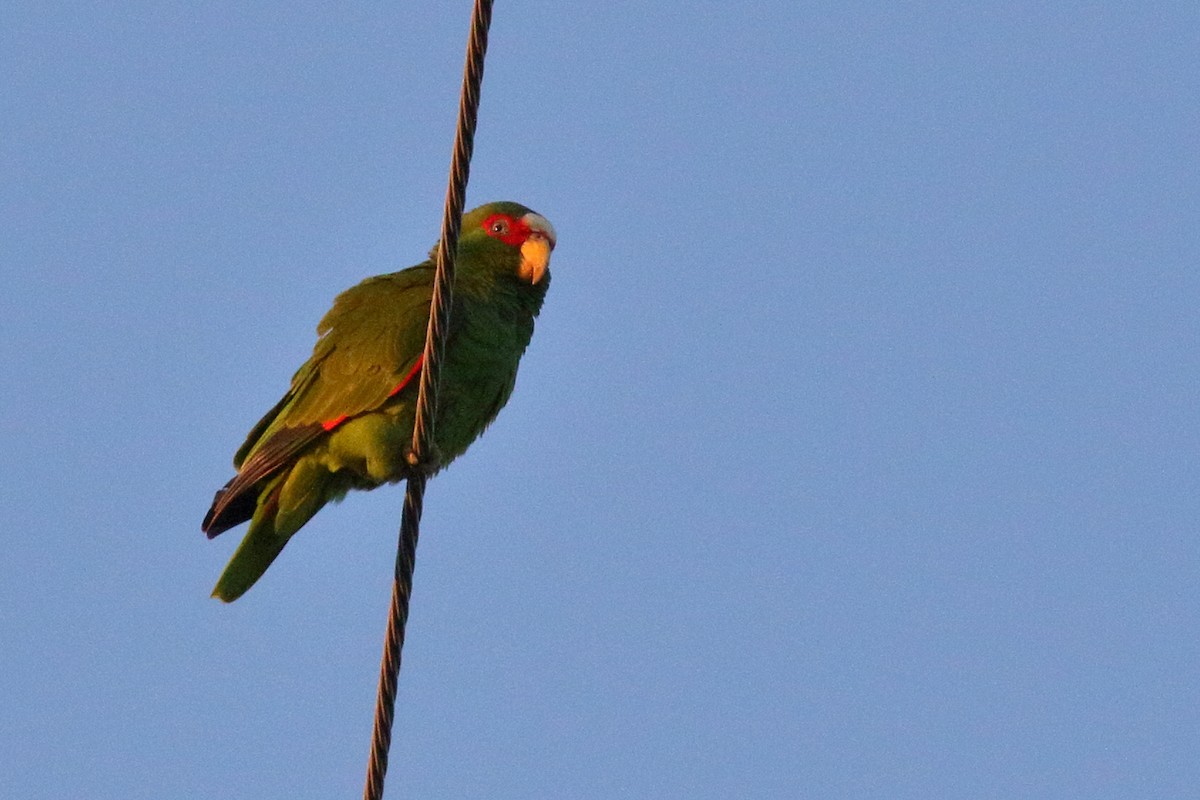 White-fronted Parrot - ML617857092