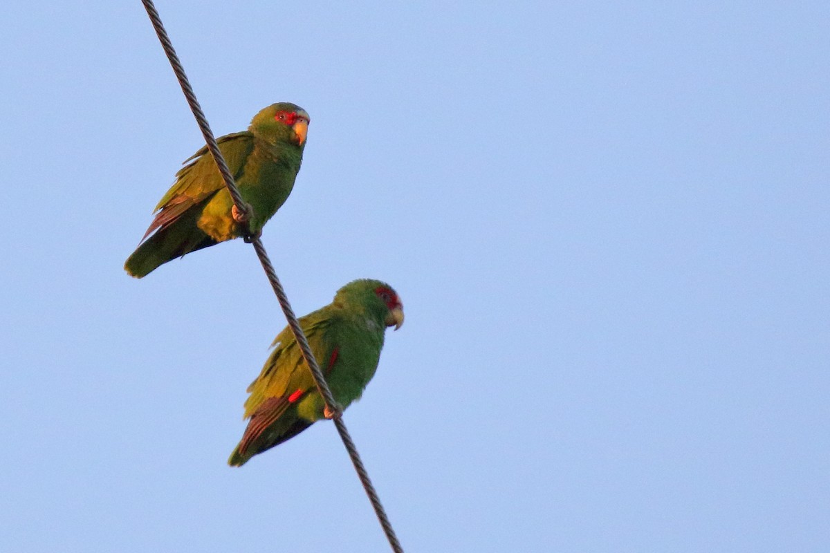 White-fronted Parrot - ML617857094