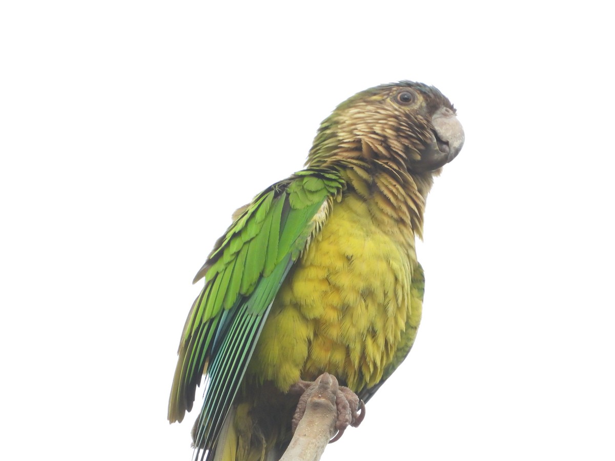 Brown-throated Parakeet - Jose Fernando Sanchez O.