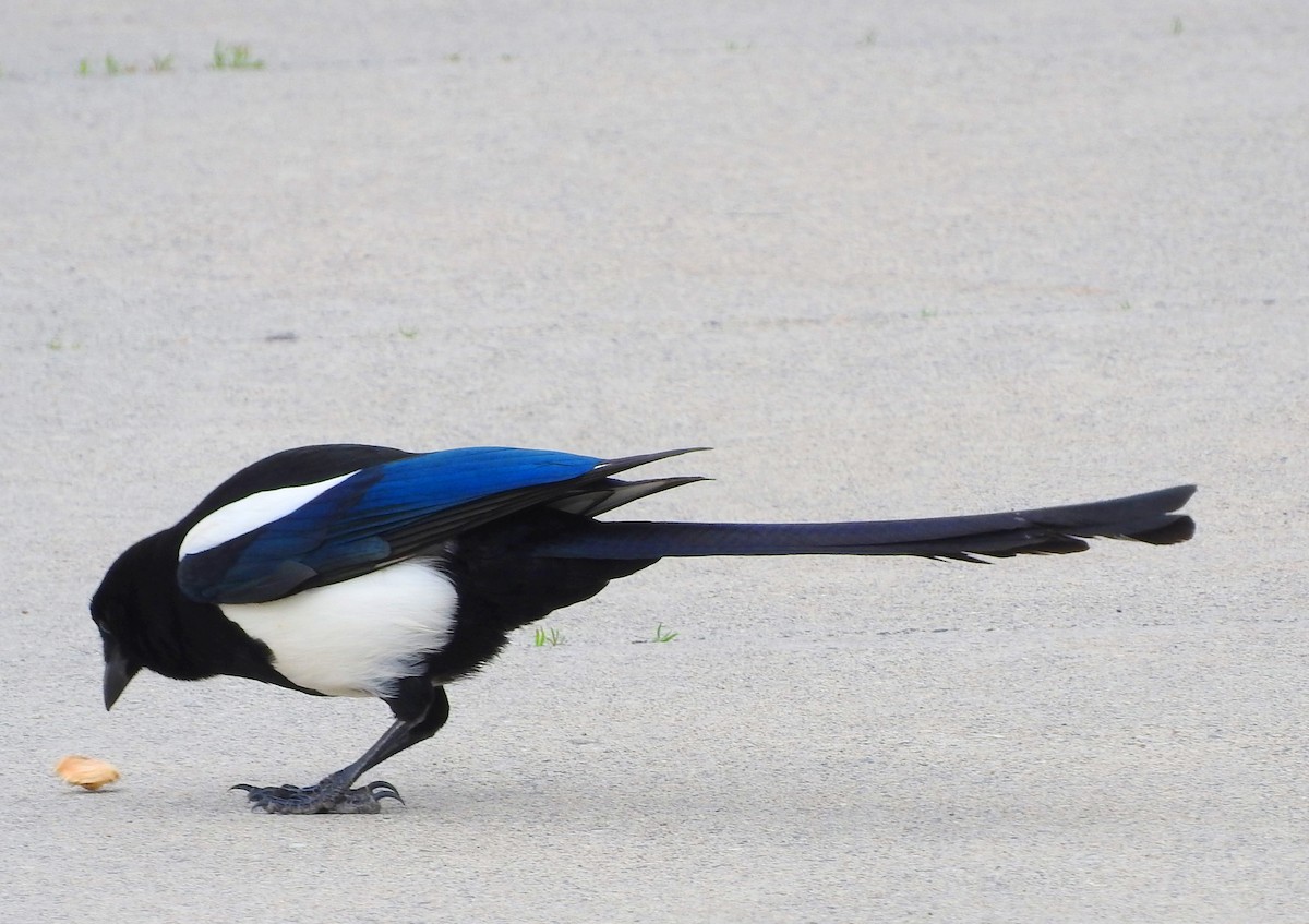 Black-billed Magpie - Eric Haskell
