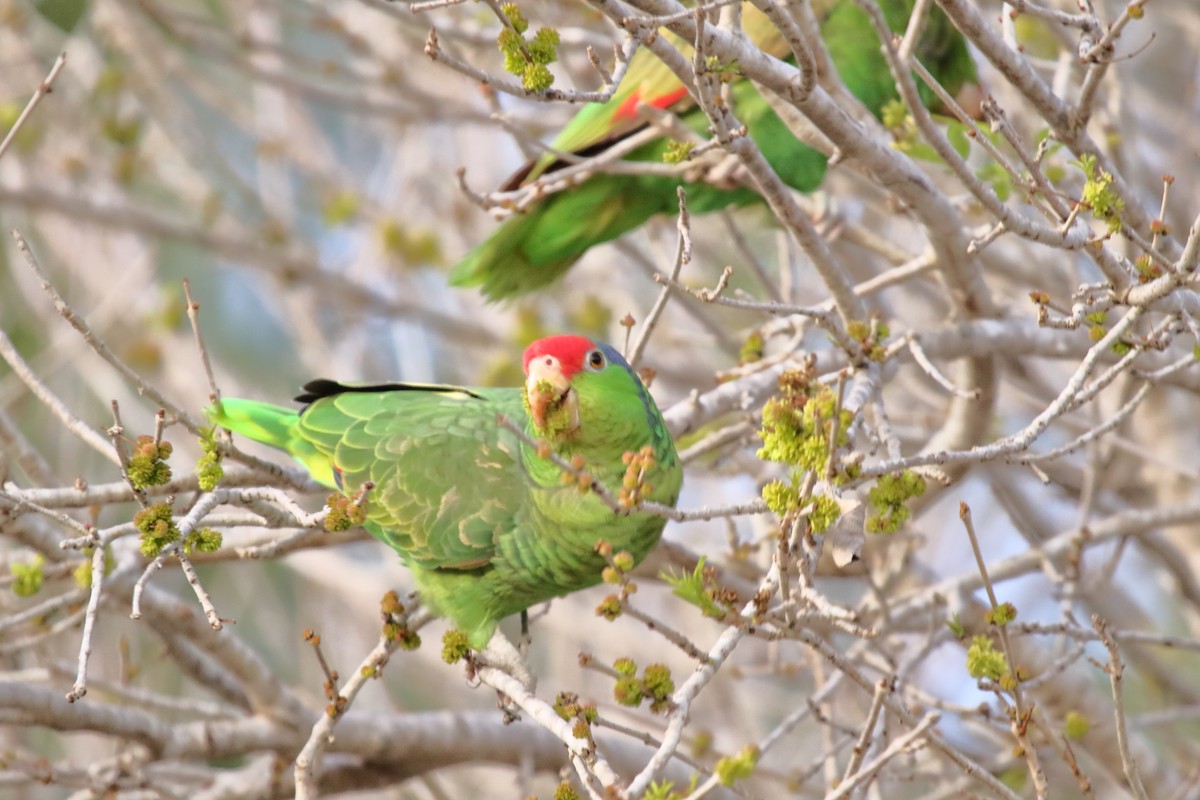 Red-crowned Parrot - ML617857117