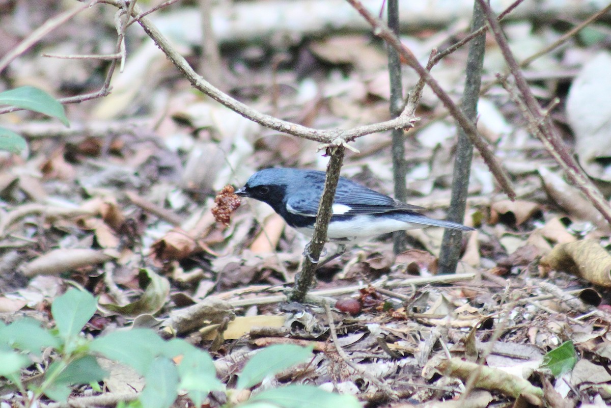 Black-throated Blue Warbler - ML617857131