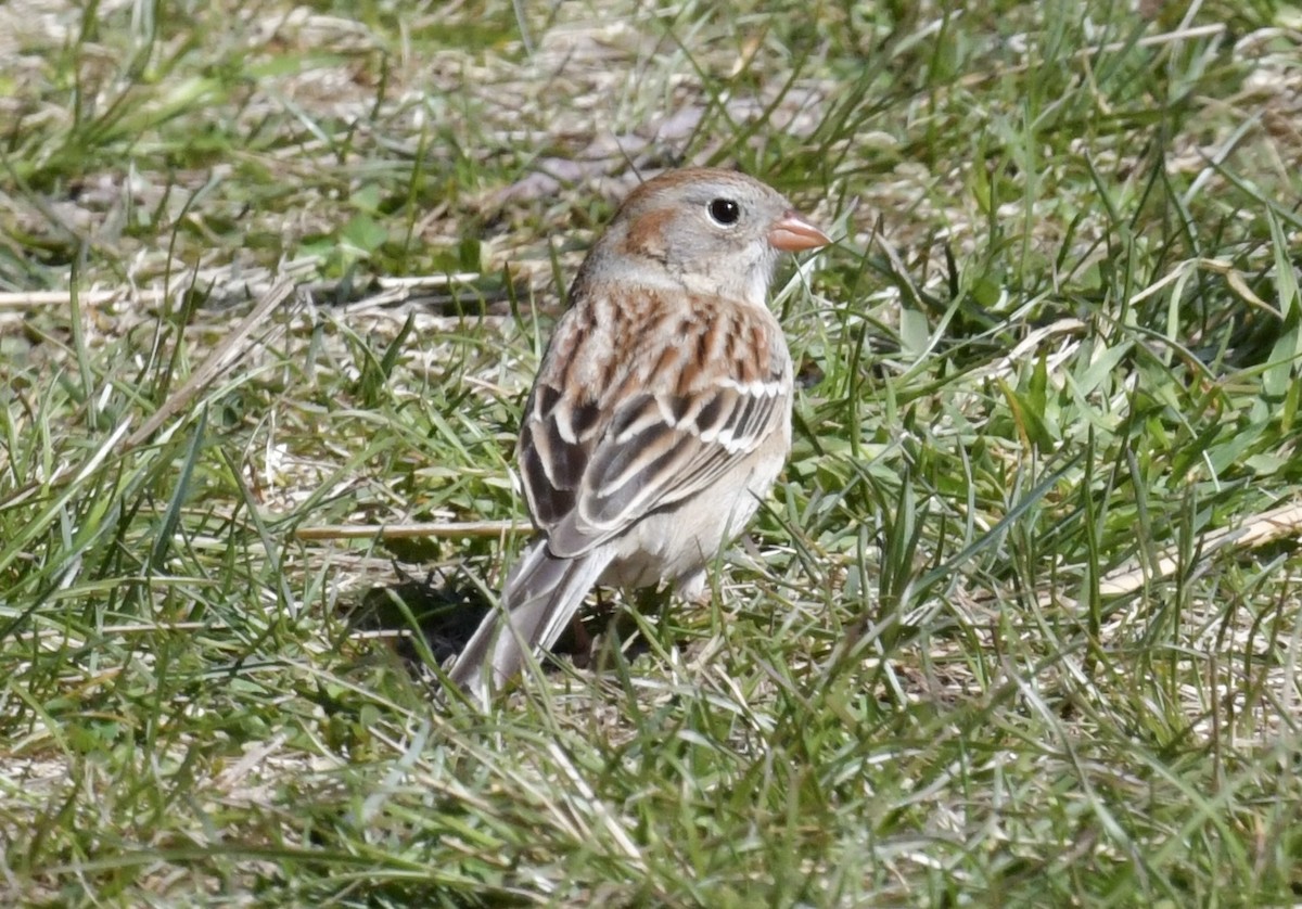 Field Sparrow - ML617857181
