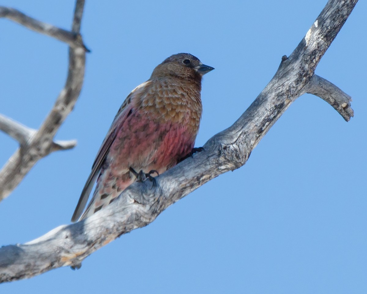 Brown-capped Rosy-Finch - ML617857205