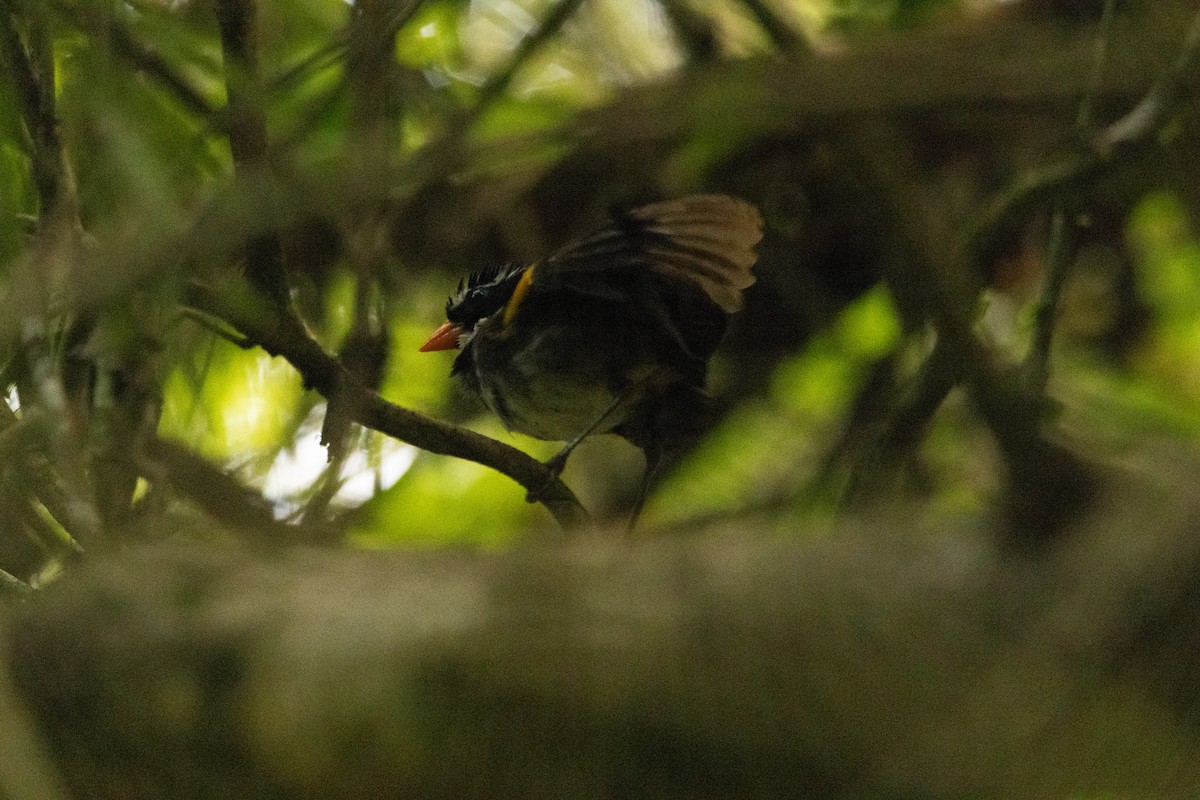 Orange-billed Sparrow - Matthew Igleski