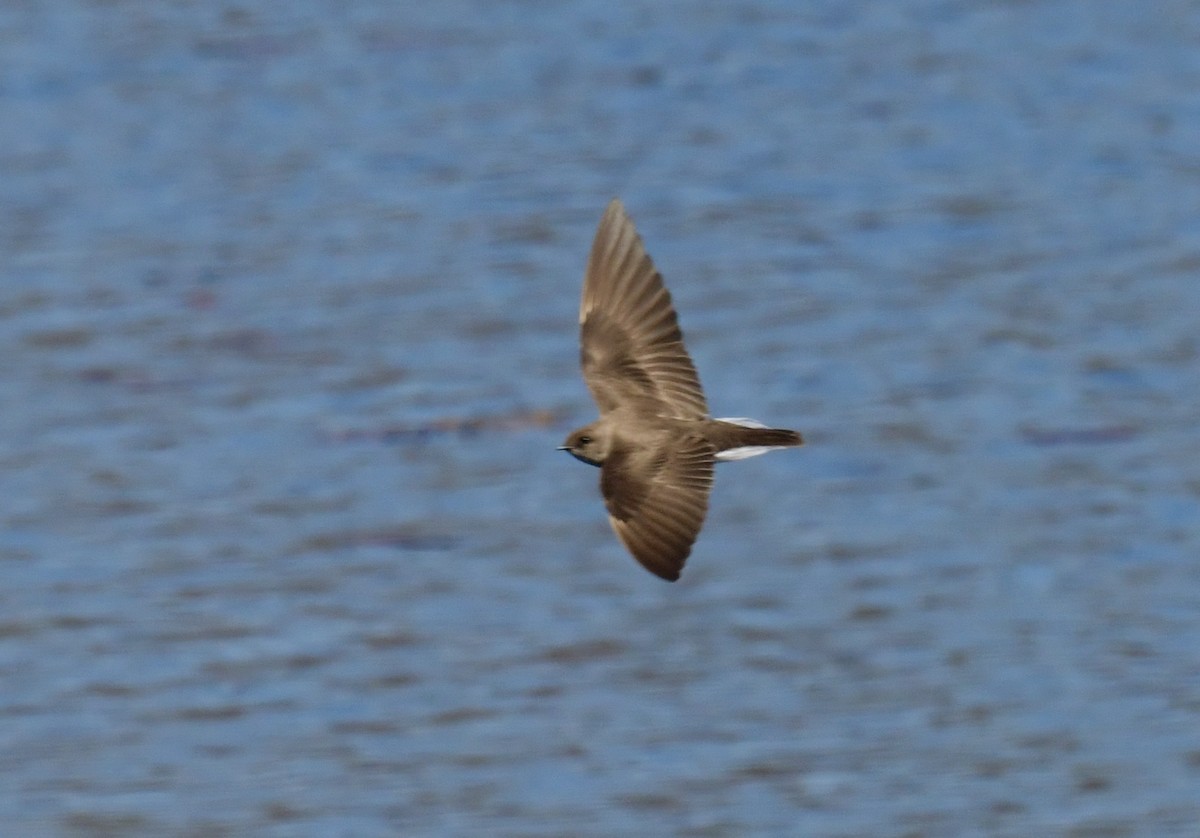 Northern Rough-winged Swallow - ML617857406