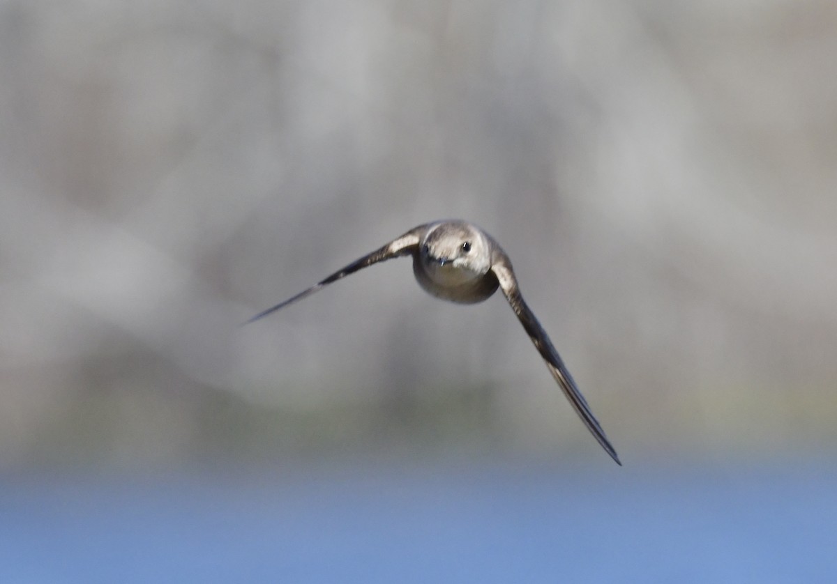 Northern Rough-winged Swallow - ML617857407