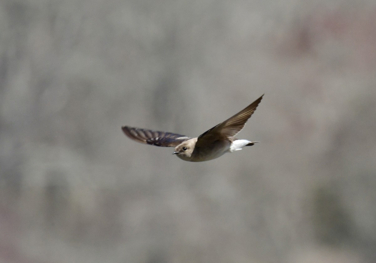 Northern Rough-winged Swallow - ML617857410
