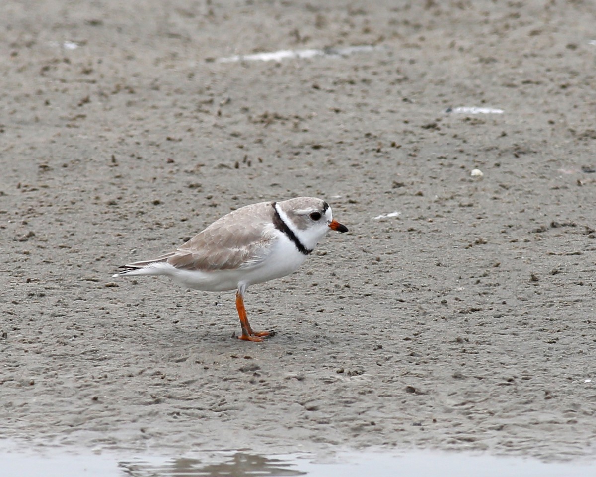 Piping Plover - ML617857477