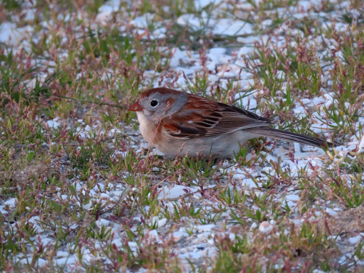 Field Sparrow - ML617857494