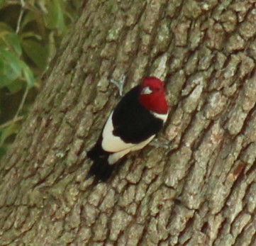 Red-headed Woodpecker - ML617857515
