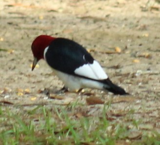Red-headed Woodpecker - ML617857516