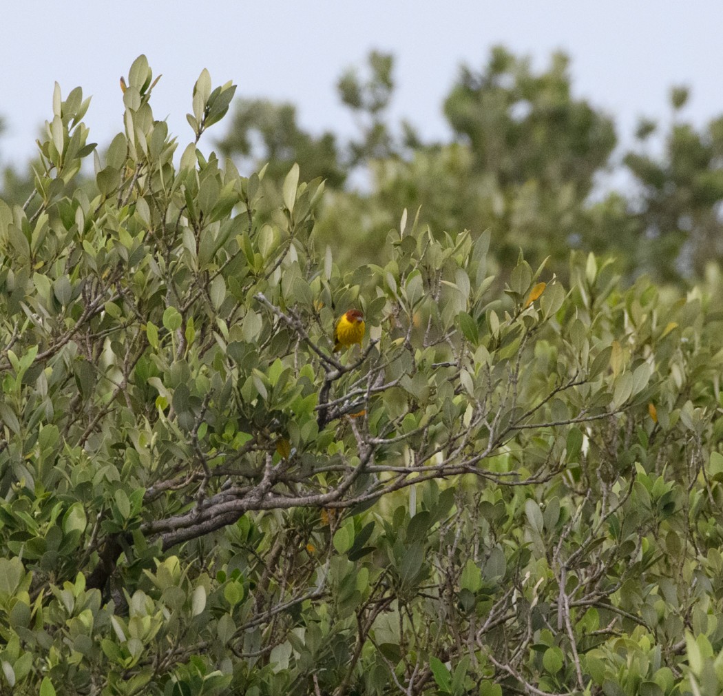 Yellow Warbler (Mangrove) - ML617857518