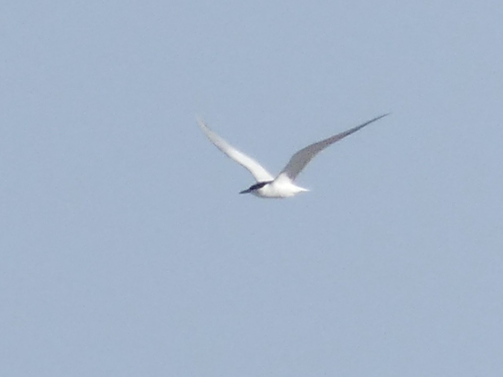Gull-billed Tern - ML617857529