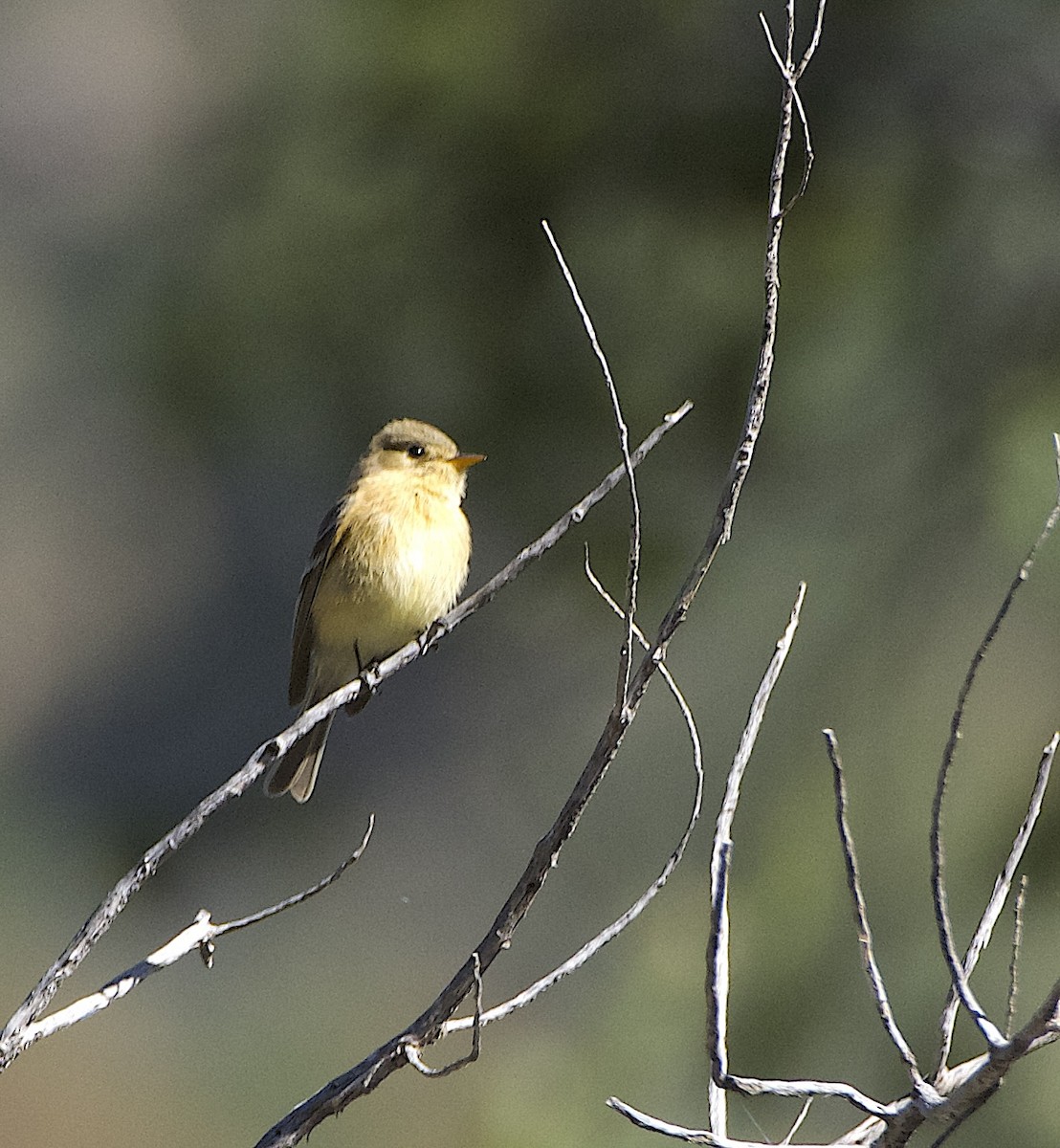 Buff-breasted Flycatcher - James Taylor