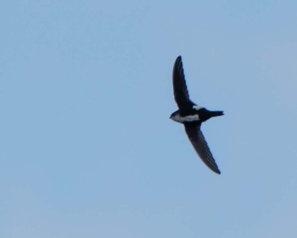 White-throated Swift - Jeff Stacey