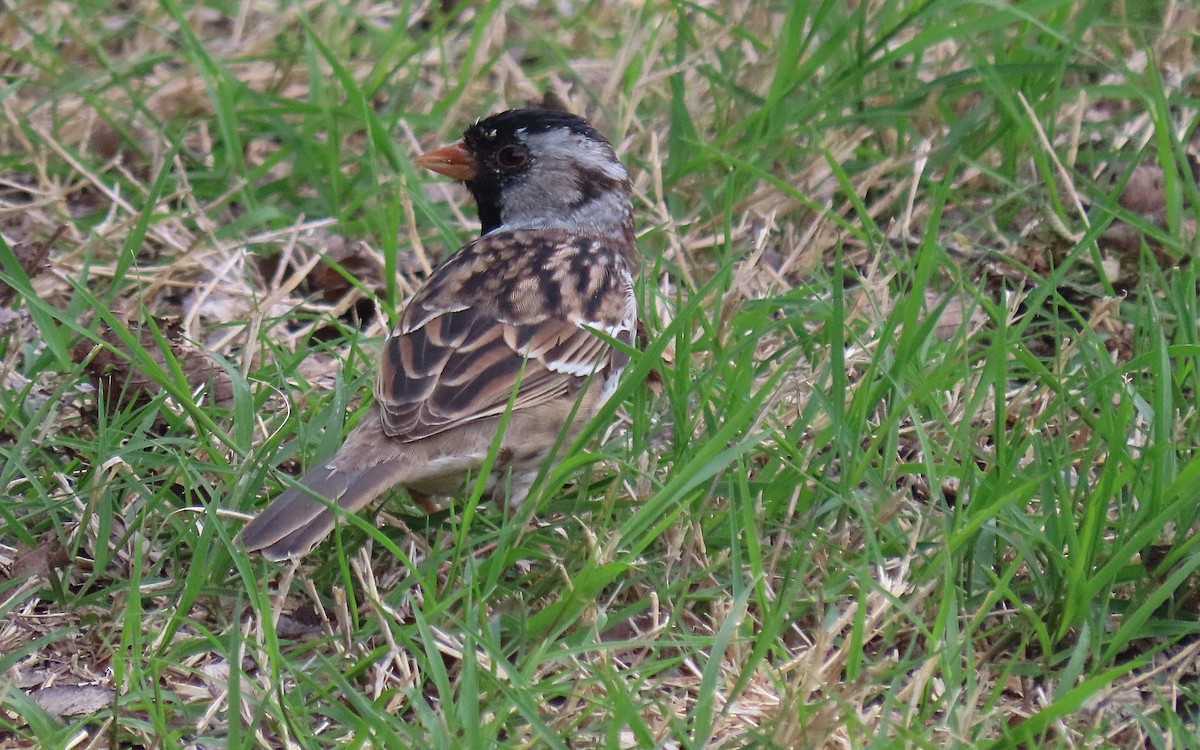 Harris's Sparrow - Jim O'Neill