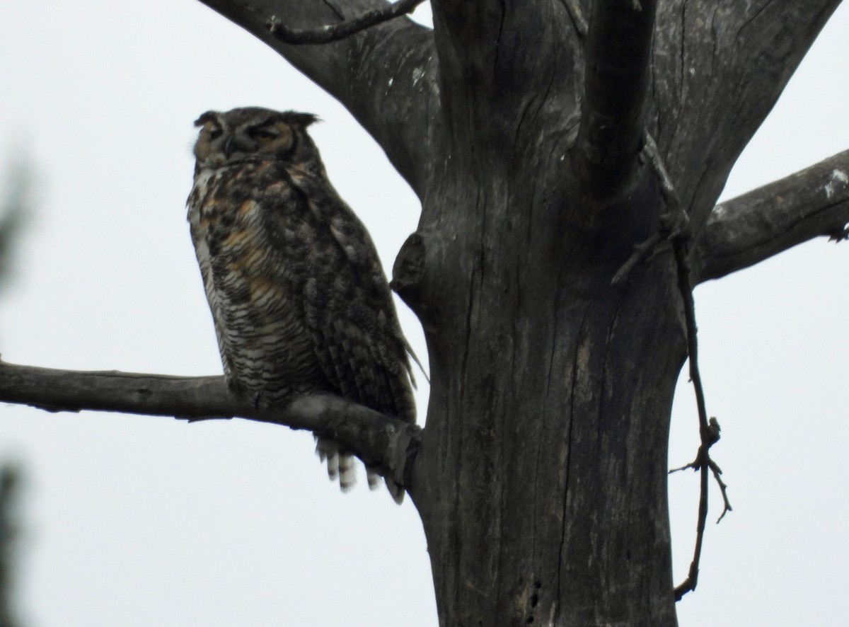 Great Horned Owl - ML617857556