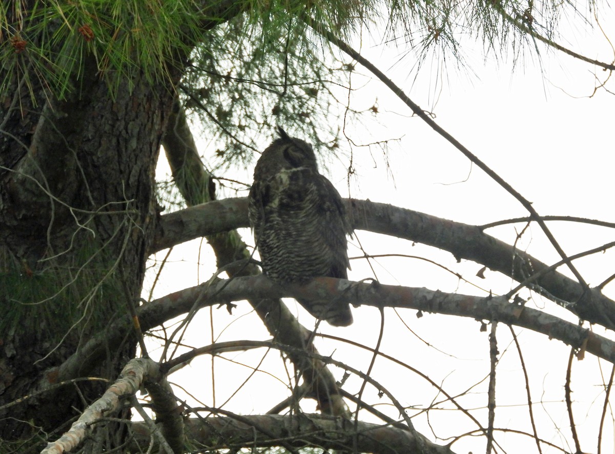 Great Horned Owl - ML617857564
