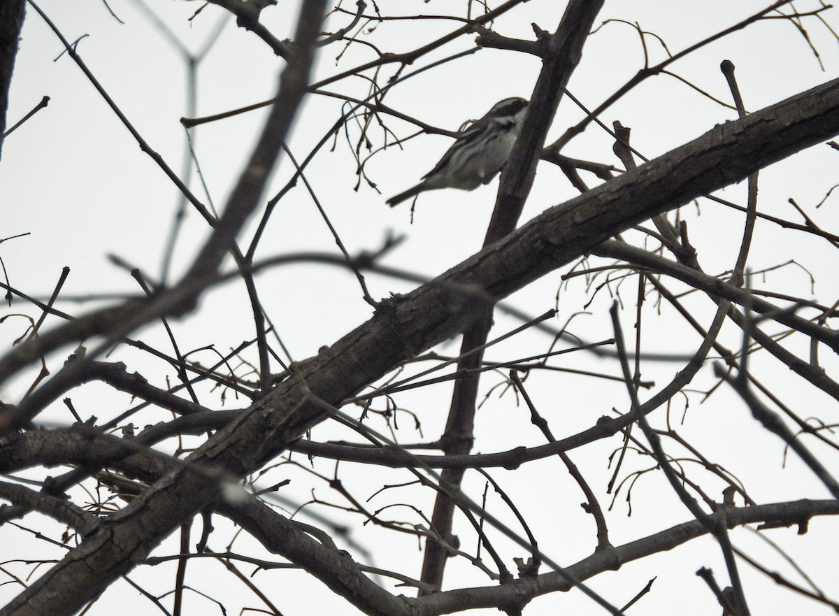 Black-throated Gray Warbler - ML617857570