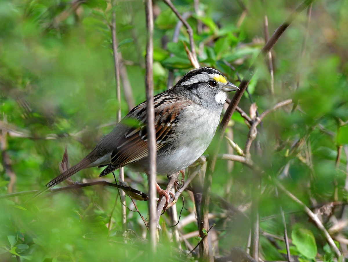 White-throated Sparrow - ML617857610
