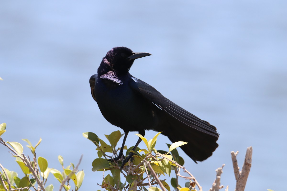 Boat-tailed Grackle - Tim Hain