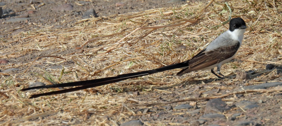 Fork-tailed Flycatcher - ML617857724