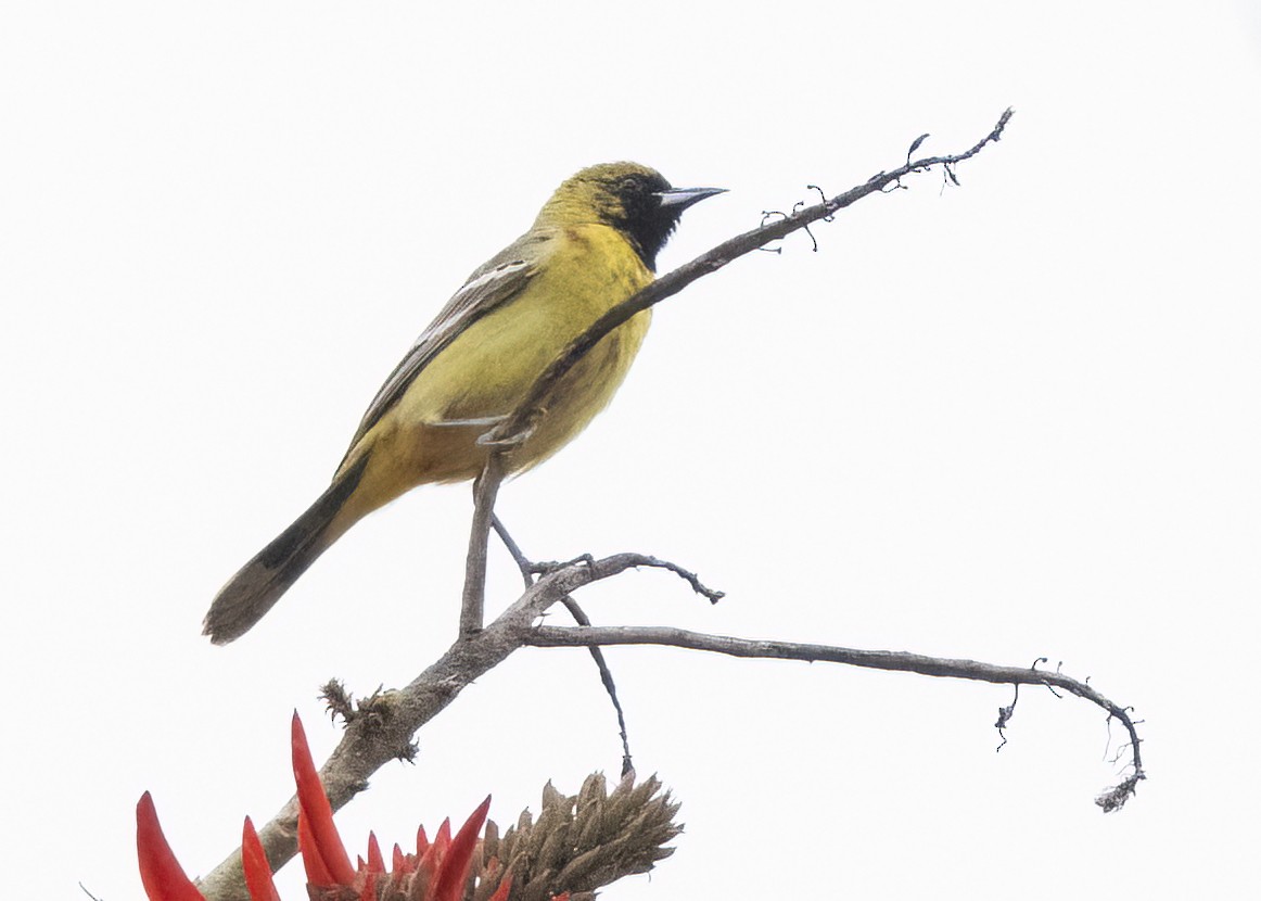 Orchard Oriole - ML617857728