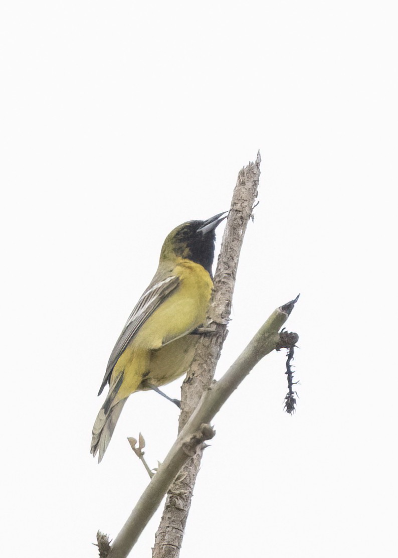 Orchard Oriole - ML617857733