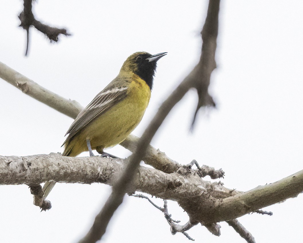 Orchard Oriole - ML617857744