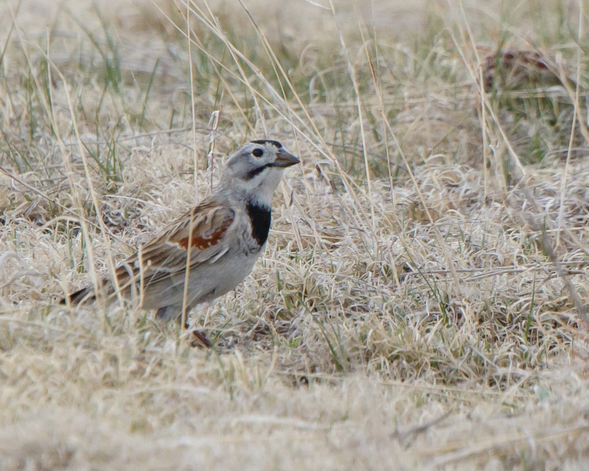 Thick-billed Longspur - ML617857768