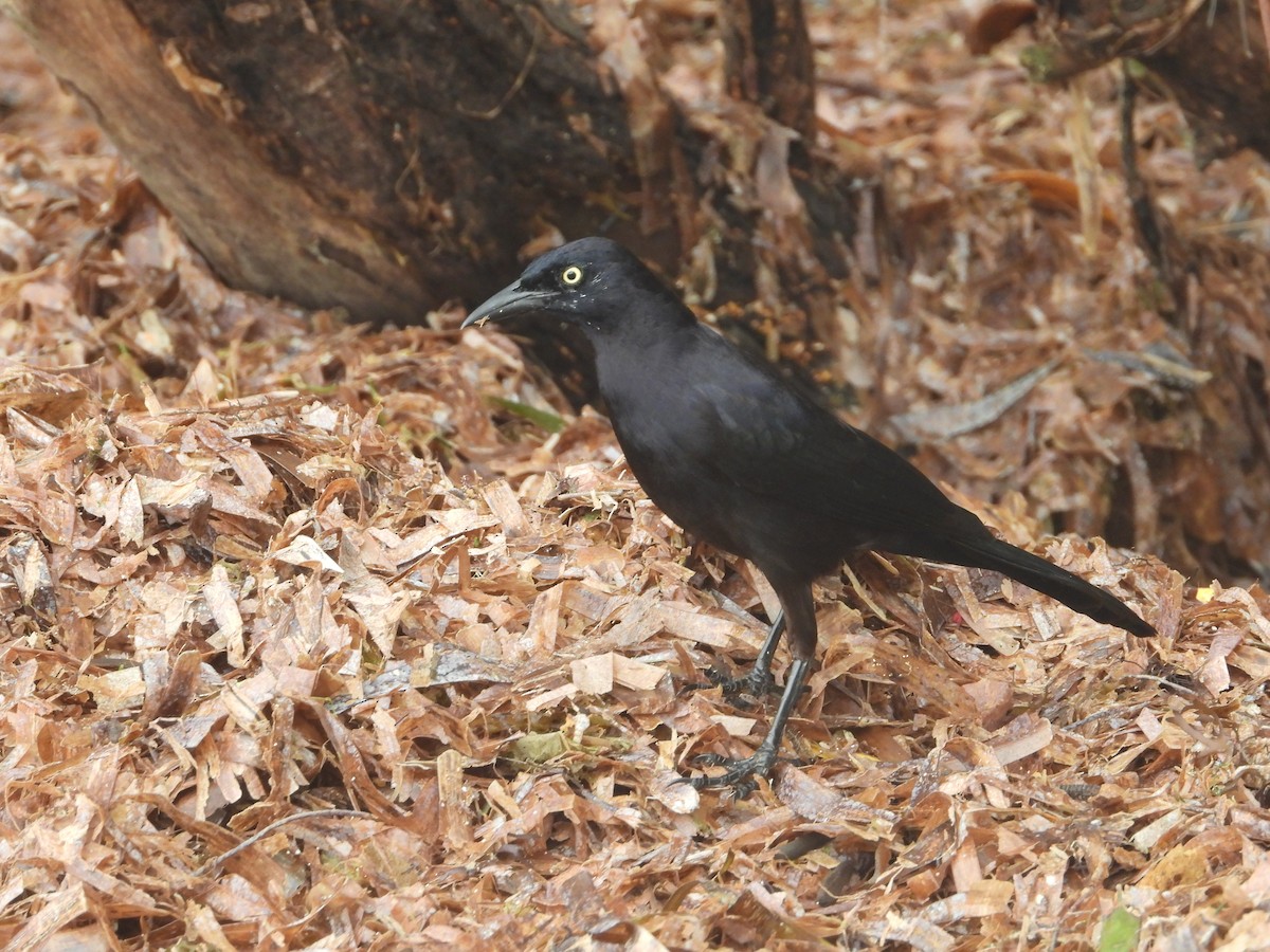 Great-tailed Grackle - ML617857869