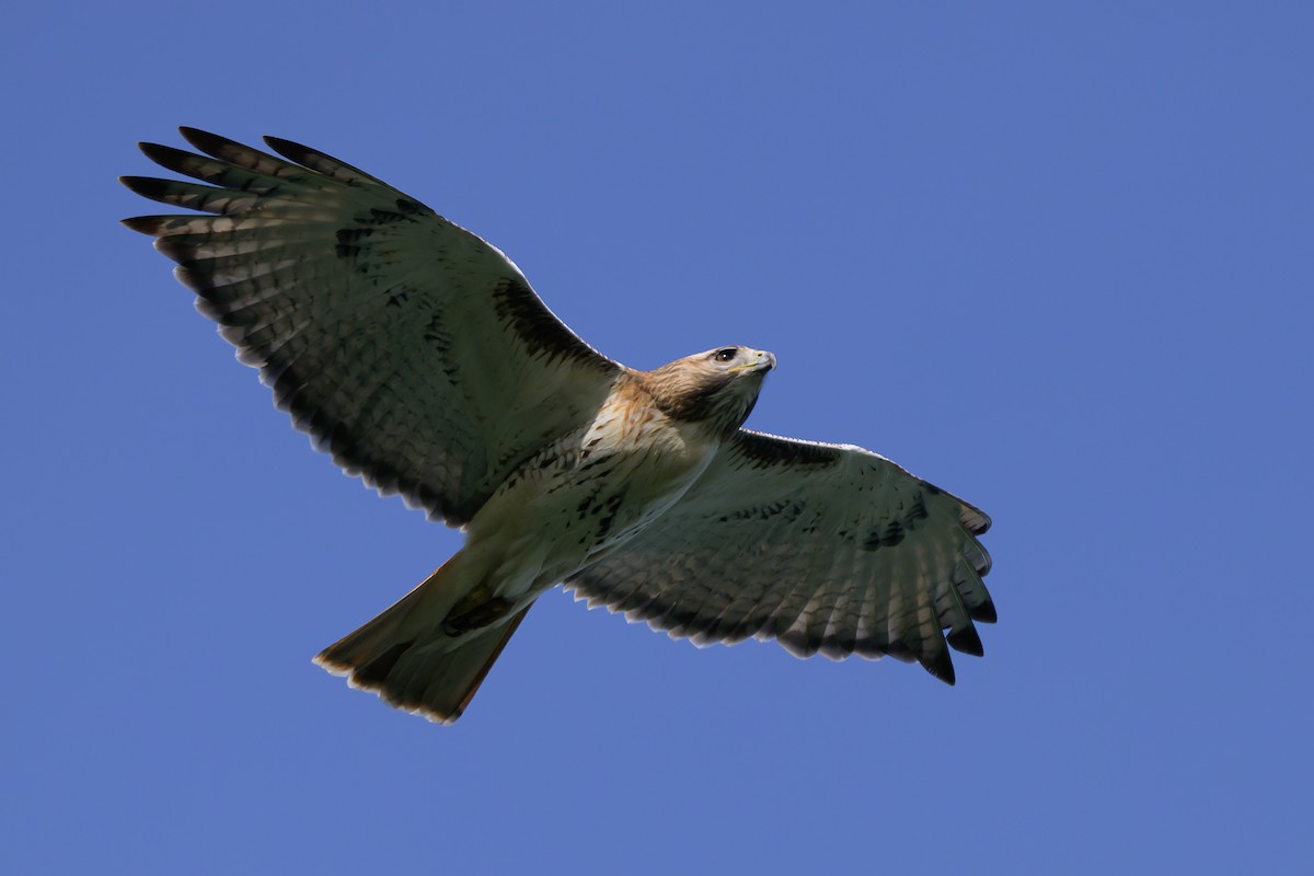 Red-tailed Hawk - ML617857872