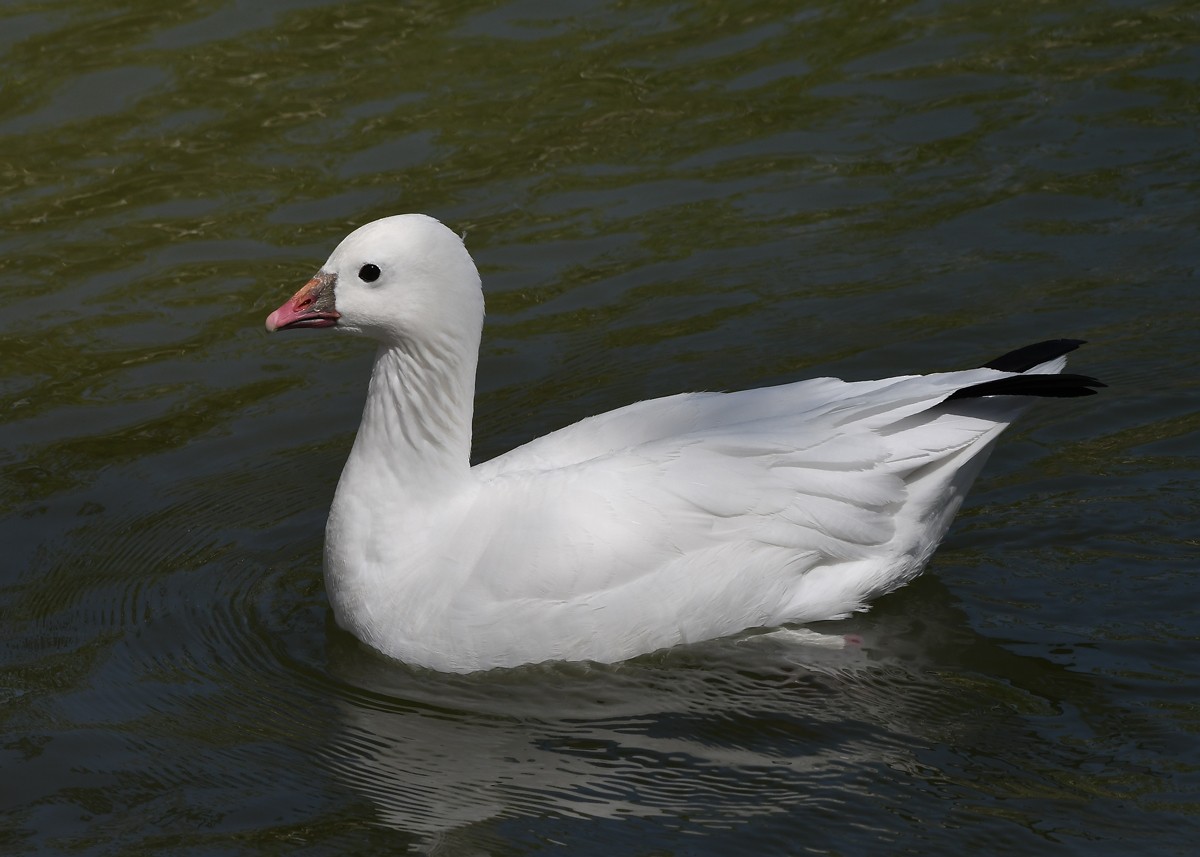 Ross's Goose - MJ OnWhidbey