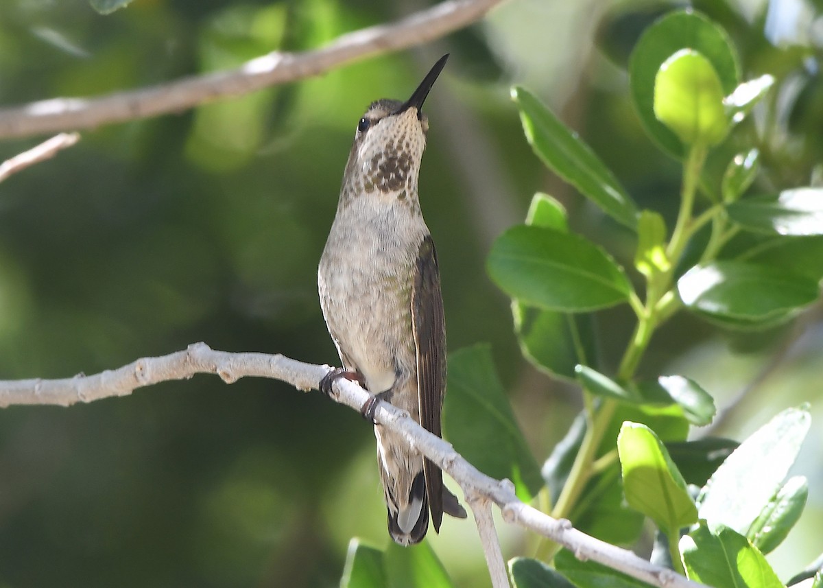 Anna's Hummingbird - ML617857916
