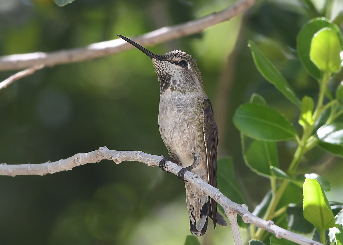 Anna's Hummingbird - ML617857917