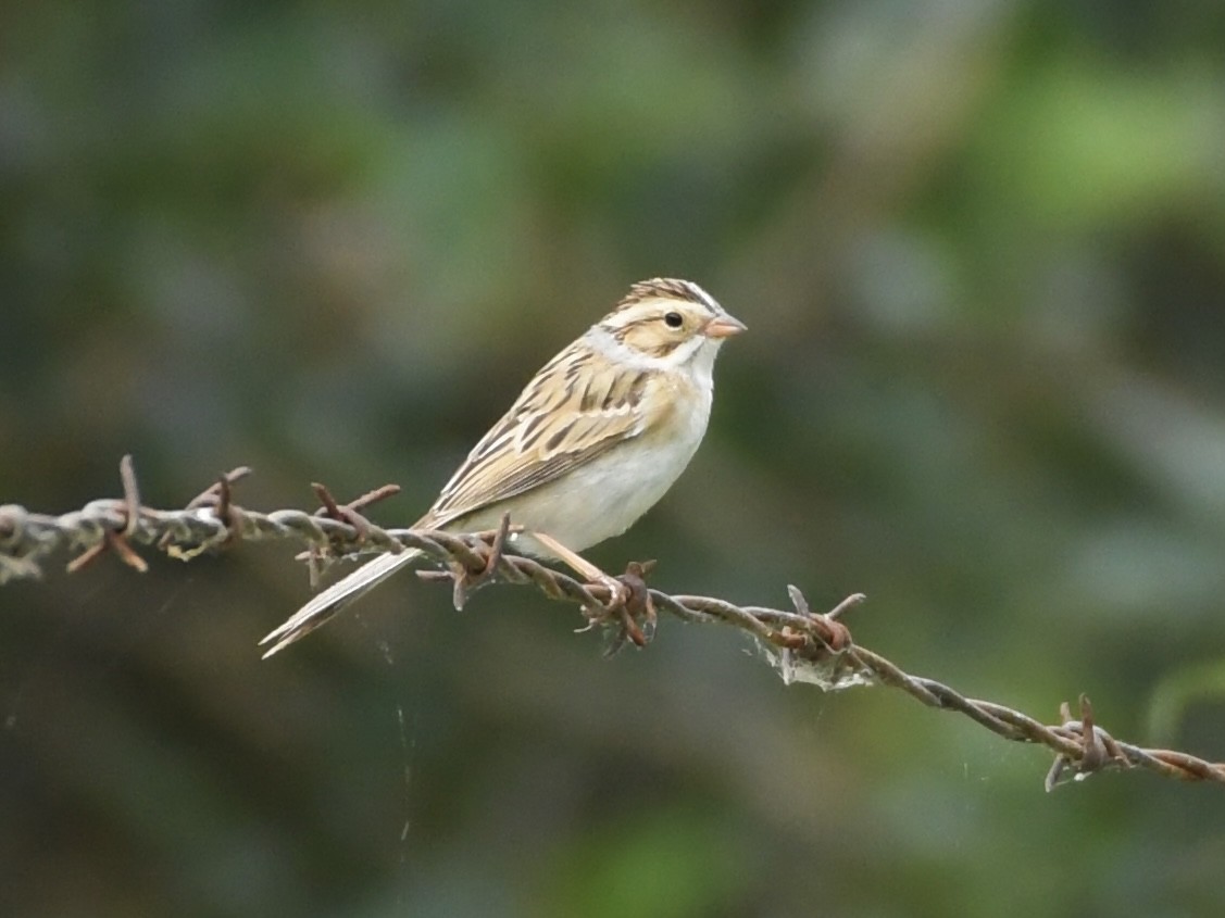 Clay-colored Sparrow - ML617857922